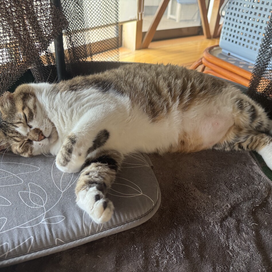 まこのカバー写真