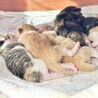 はぴねこ(大分)