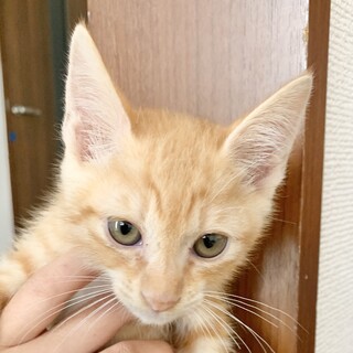 やぶきた　元気いっぱい　甘えん坊の茶白ボーイ