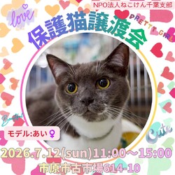 ねこけん千葉支部　譲渡会