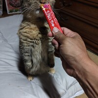 みーこ