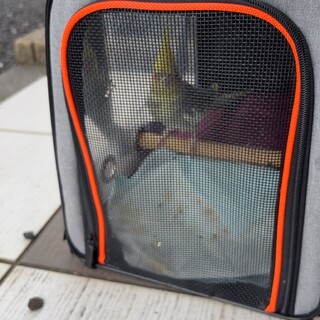 オカメインコオス事情により休止中