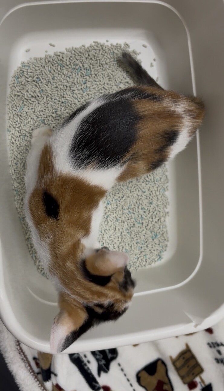 アポロ：好奇心旺盛！黒多」大阪府 - 猫の里親募集(543919) 2枚目の