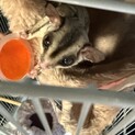 可愛がってくれる方お願いします