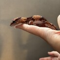 ニシアフリカトカゲモドキ