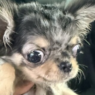 訳ありチワワの男の子