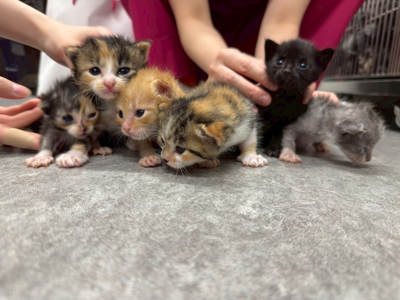 走って遊んでニャンプロ大」東京都 - 猫の里親募集(543934) 4枚目の