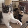 【7/12三田】とても元気で仲良し♡生後2ヶ月 サムネイル4