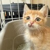 きゅるるんお目々の茶トラボーイ　あさひくん サムネイル2