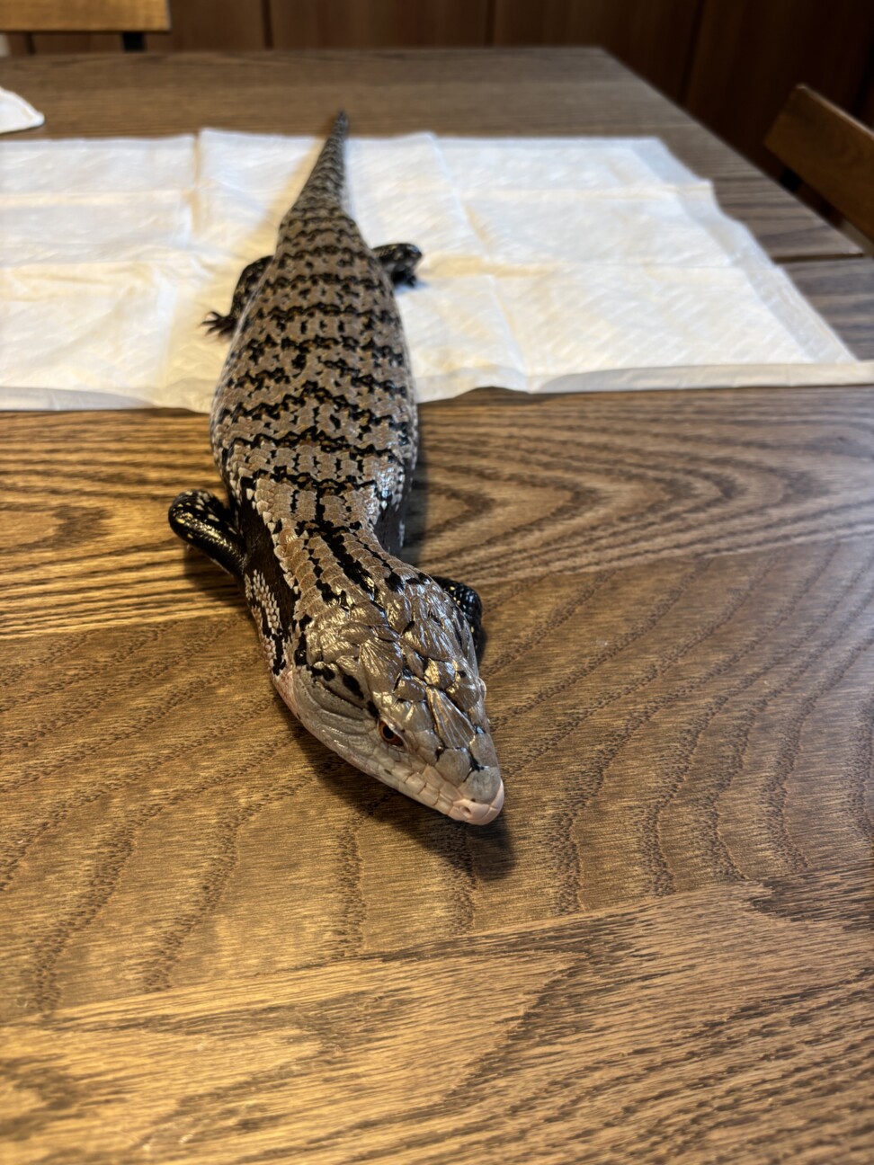 ご協力ありがとうございま...」千葉県 - 爬虫類・他の里親募集(543945 