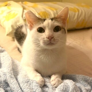 猫の里親募集「【6/6東銀座】アミちゃん☆5歳♪」（東京都 :: ペット