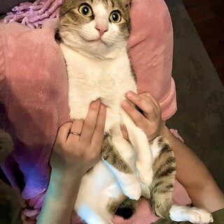 優しく甘えん坊な可愛い2歳の男の子です