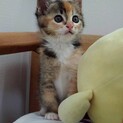 スーパーキュートなミケちゃん　生後2〜3ヶ月