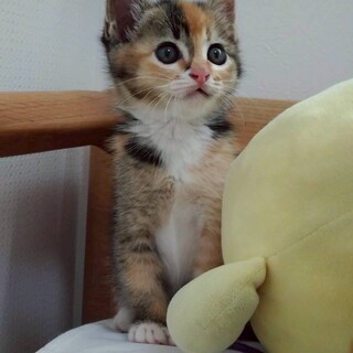 スーパーキュートなミケちゃん　生後2〜3ヶ月