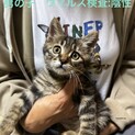 可愛いキジくん♡キジサビMIXちゃん　兄妹3匹