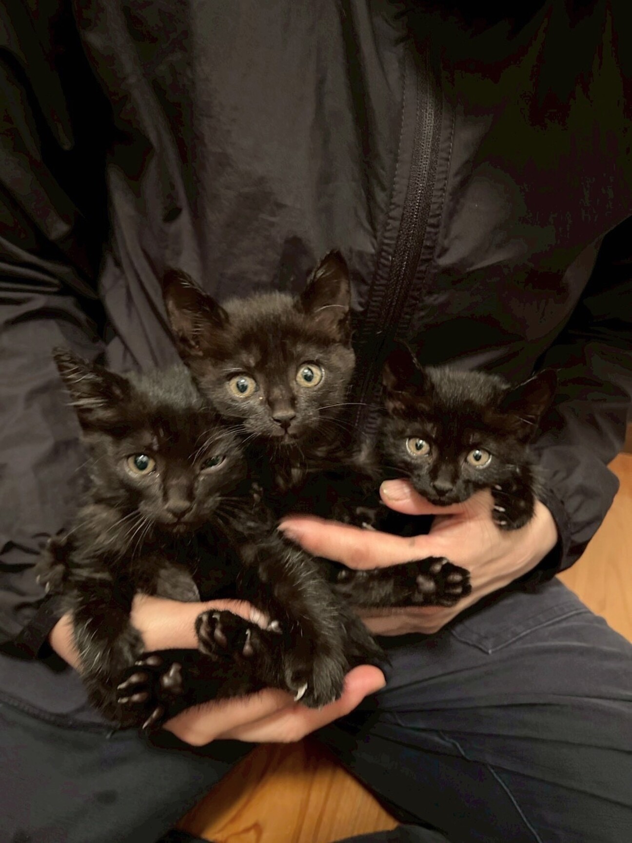 専用　黒猫ちゃんトリオ 黒猫トリオ♡ 生後1ヶ月半」東京都 - 猫の里親募集(543962) :: ペット