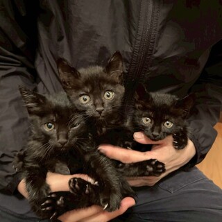 黒猫トリオ♡ 生後1ヶ月半」東京都 - 猫の里親募集(543962) 2枚目の