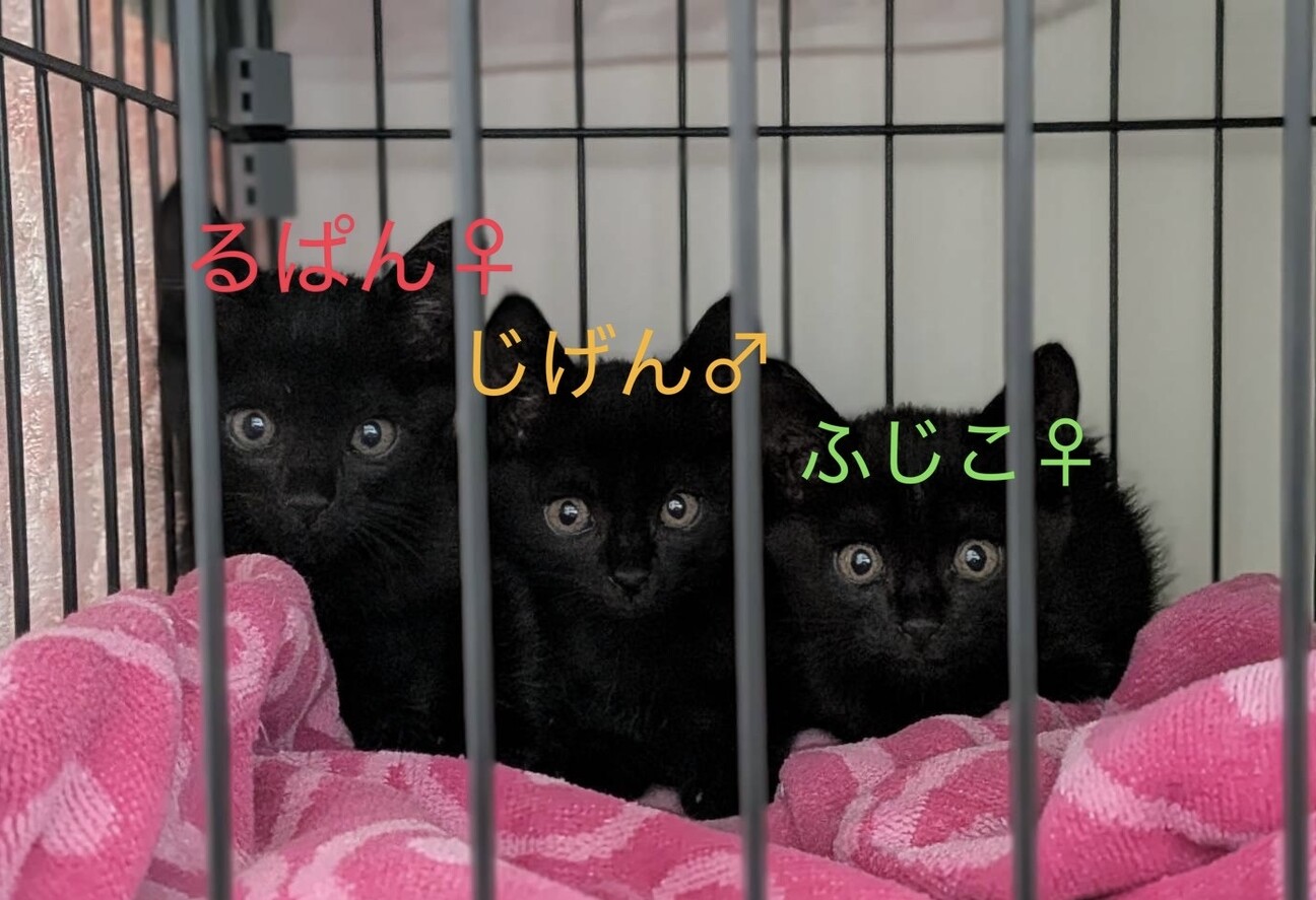 黒猫トリオ♡ 生後1ヶ月半」東京都 - 猫の里親募集(543962) 2枚目の
