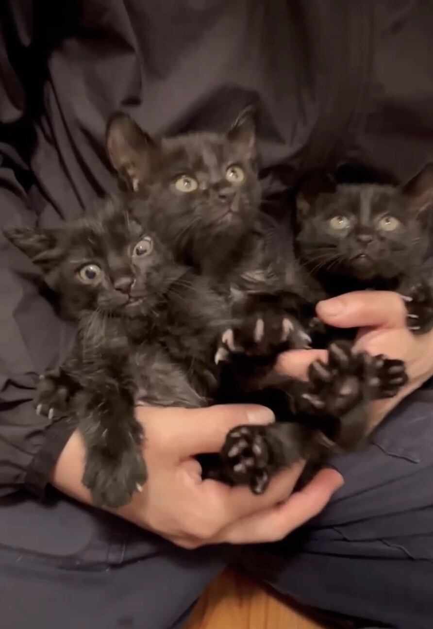 専用　黒猫ちゃんトリオ 黒猫トリオ♡ 生後1ヶ月半」東京都 - 猫の里親募集(543962) 3枚目の
