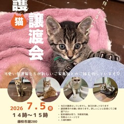 子猫＆成猫の譲渡会