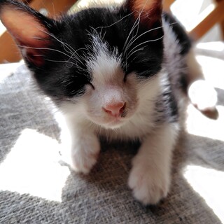 猫の里親募集「メルビーちゃん天真爛漫の天使みたいなメス3か月位