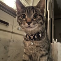 ヘラ