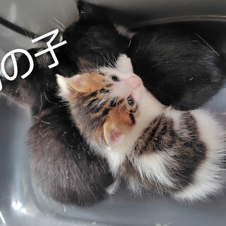猫の里親募集「メルビーちゃん天真爛漫の天使みたいなメス3か月位
