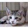 【募集一時停止】キジシロ子猫わんたん