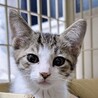 【募集一時停止】キジシロ子猫わんたん