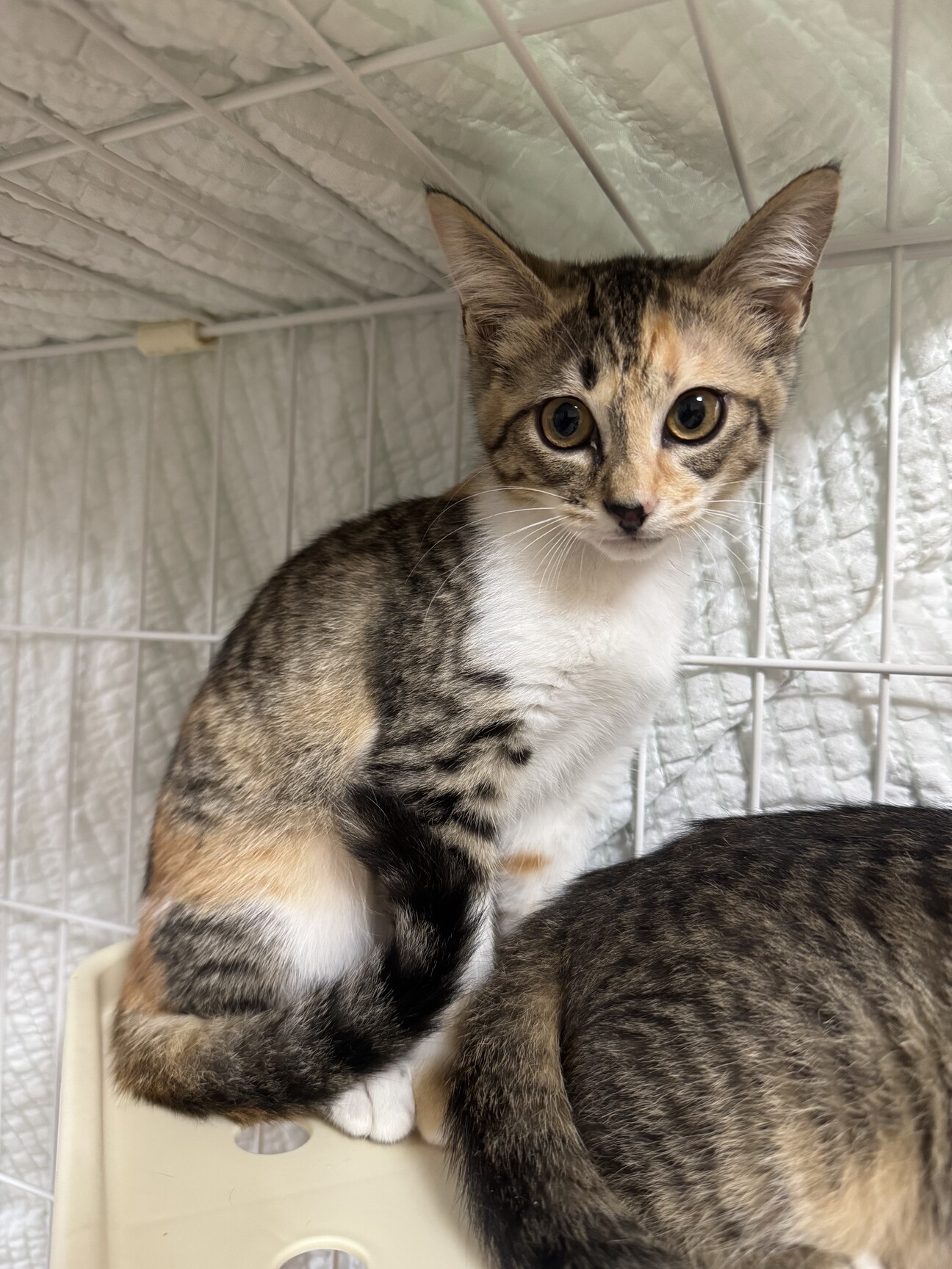 三毛猫 女の子 3ヶ月 」大阪府 - 猫の里親募集(543976) :: ペットの