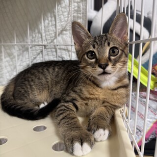 ★送料無料︎★新品★MTKさん「シャムネコ」 2ヶ月シャムmix姉妹②」大阪府 - 猫の里親募集(516892) :: ペットの