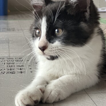6匹の子猫、全てに里親さんの元へお引越ししました！皆様ご協力ありがとうございました♪