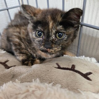 さび猫のまあちゃん、かわいい子猫です！
