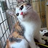 メルビーちゃん天真爛漫の天使みたいなメス３か月位 サムネイル3