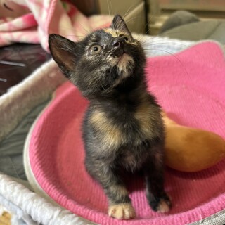 可愛い子猫1ヶ月