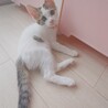 ママの母乳で育ったので栄養状態抜群‼️チロル♥️ サムネイル2