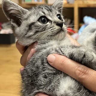 少し臆病な子猫