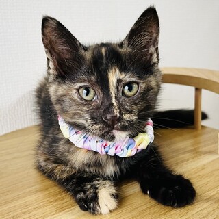 ベリー　おっとりマイペースなサビの女の子