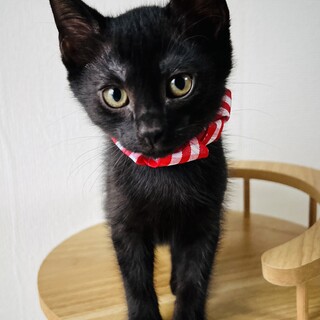 黒猫トリオ♡ 生後1ヶ月半」東京都 - 猫の里親募集(543962) 1枚目の