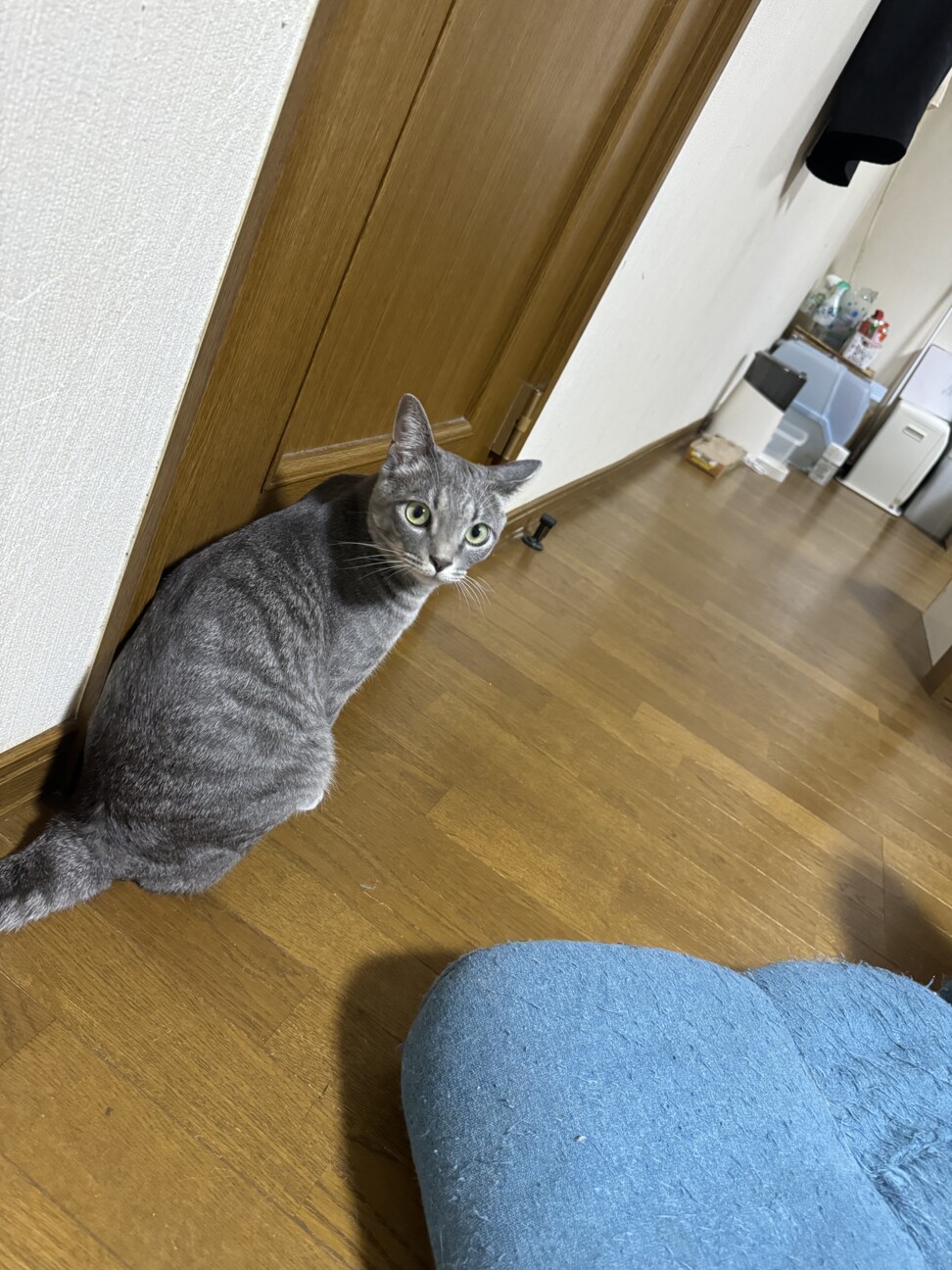 テトくん引き取って欲しいです。」兵庫県 - 猫の里親募集(543991) 3枚 
