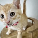 ラムネ　元気いっぱい人が大好きな茶白の男の子
