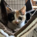 元気いっぱい可愛い三毛猫さん