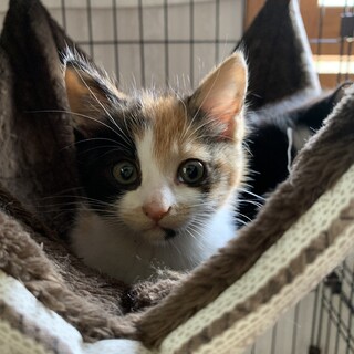 元気いっぱい可愛い三毛猫さん