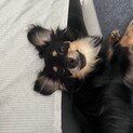 ブラックタンチワックス2歳です。