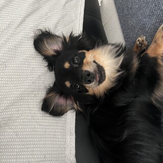 ブラックタンチワックス2歳です。
