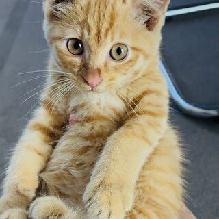 甘えん坊　チャトラ　オスの子猫