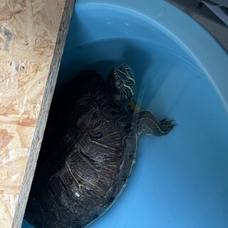アカミミガメの里親を探しています