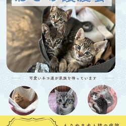 ねこの譲渡会inもりやま