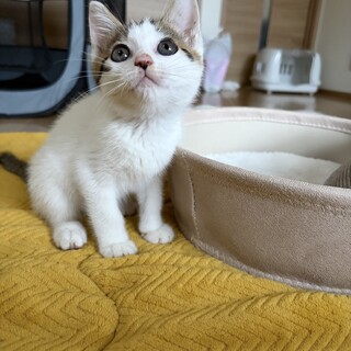 ヒマラヤンMIXの保護猫里親募集情報【掲載順】 :: ペットのおうち