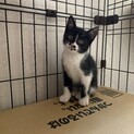 シャイボーイな可愛いハチワレ君
